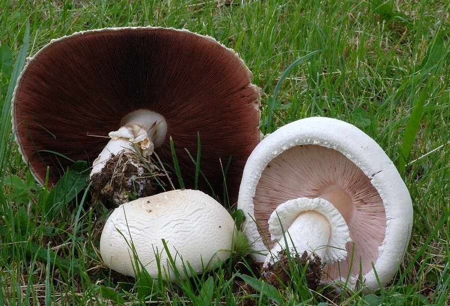 Agaricus nel campo di golf.